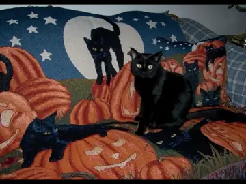🐈‍⬛🍂 #blackcats #autumn #autumnaesthetic #autumnvibes #fallaesthetic #pinterest #pinterestaesthetic #halloween #october #fyp #fypシ #fypシ゚viral #fypage #fyppppppppppppppppppppppp 