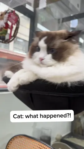 Her expression🤣 #cutecat #catlover #catlife #kittycat #cathammock #petsupplies #catsoftiktok #cattok 