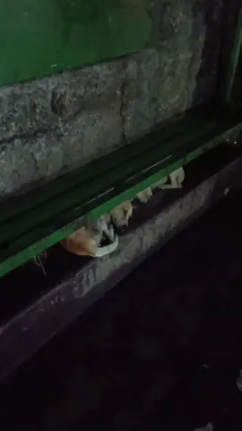 #dogs #straydogs 