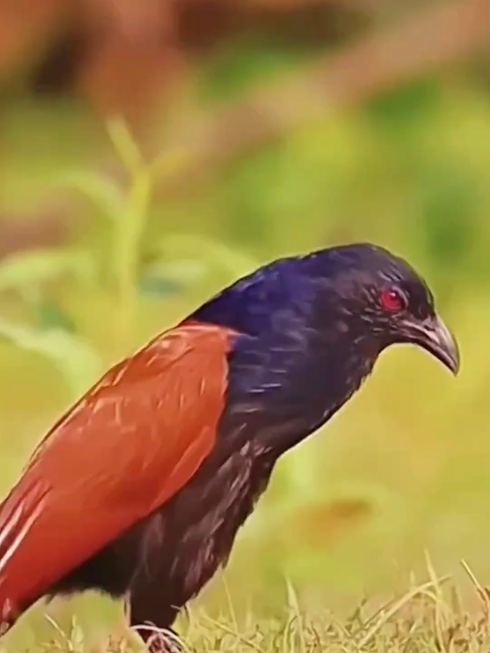 Wonderful sounds of animals #wildlife #amazing #animals #wildlife #animalworld #fypシ 
