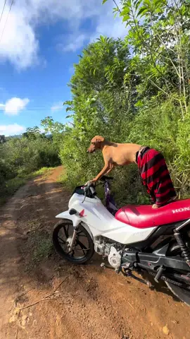 DANDO TRABALHO 