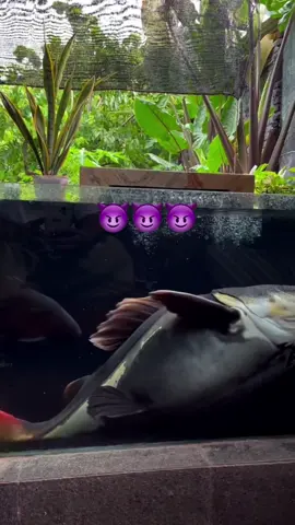 Izin bang🙏🏻🙏🏻🙏🏻 @Fany setyo hadi  keren bgt soalnya rtc sampean 🤩 #4u #xybca #aquarium #redtailcatfish 