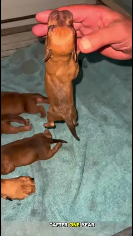 training k9 #malinois #fyp #foryoupage #fypシ #dog #k9 #dogsoftiktok #fypシ゚viral #trending #viral 