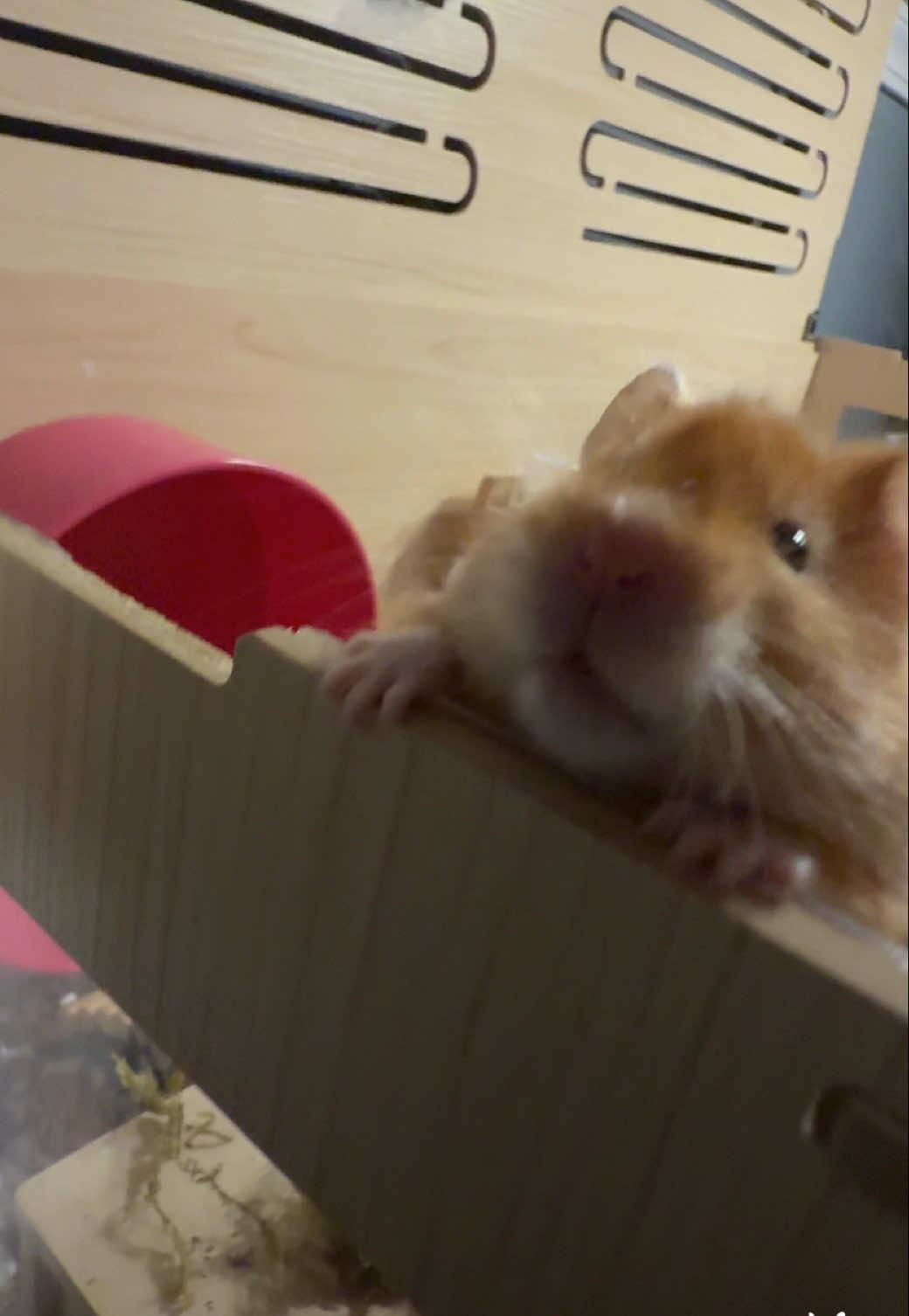 #nachocheese #hamster #fyp #hamstertok #hamstersoftiktok #animals #cutiepie #munch #syrianhamster #PetsOfTikTok #hamstergang #hamter #hamsterlove #animal #hamstercare #hamster_team🐹 