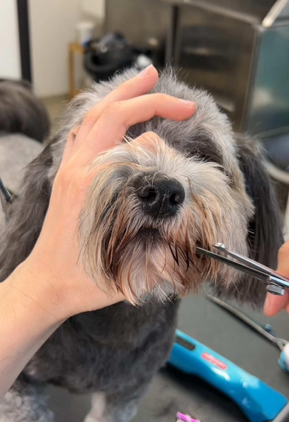 One summer Buzz cut, please! 😎 #havanese #doggrooming #fyp 