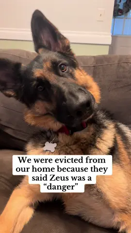 He really is DEEMED as UNSAFE because of his BREED 😢💔 #dogs #dogsoftiktok #gsd  #gsdoftiktok #reels 