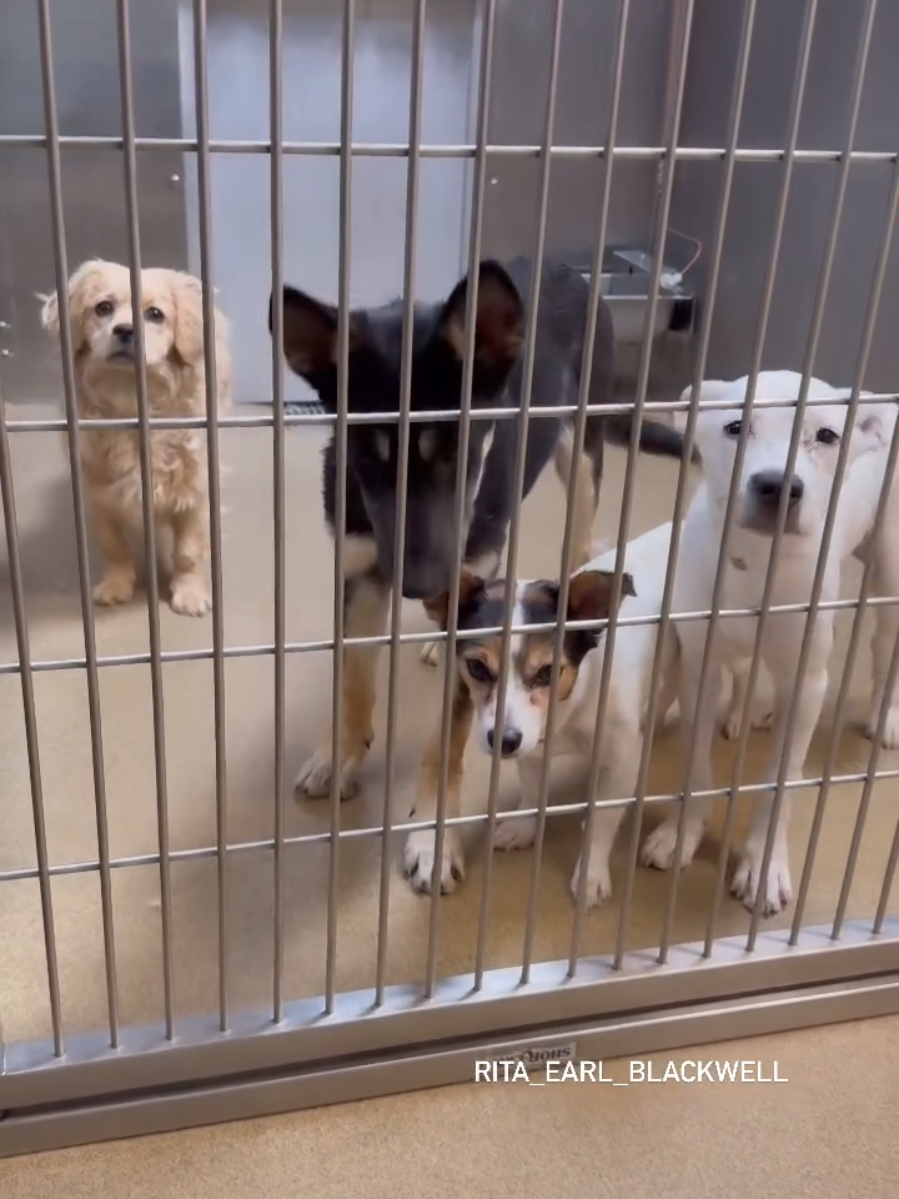 ‼️SHELTERS ARE FULL‼️ Need to make space for influx of 4th of July pups 💔 Who's your fave? They're super adorable little girls -just happen to be at one of the highest intake shelters in Los Angeles 💔💔 Sue Flay #A5708374 5yo F 20lbs  Suzy #A5707587 6mo F 30lbs Belle Bottom #A5707334 1yo 13lbs white puppy #45708814 3mos 18lbs *Belle Bottom waiting 9 days now and is cleared for euthanasia 😭💔 *Sue Flay currently clearing for euthanasia - available for adoption for 2 days now 💔😭 Time goes real quick at this shelter average 10-15 days to find a way out 💔 Let's get these babes SEEN‼️ PLEASE share, tag and comment to help 🙏🏼😭💖 They're available for adoption or rescue at the Palmdale Animal Care Center in Los Angeles, CA  OPEN TO THE PUBLIC  11am to 5pm daily  Closed Sundays Need more info (661)575-2888 Palmdale@animalcare.lacounty.gov  Call to confirm ready to go home before driving out!