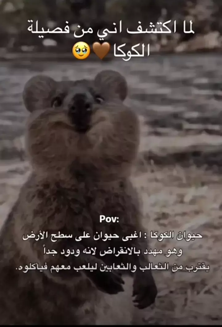 #الشعب_الصيني_ماله_حل 