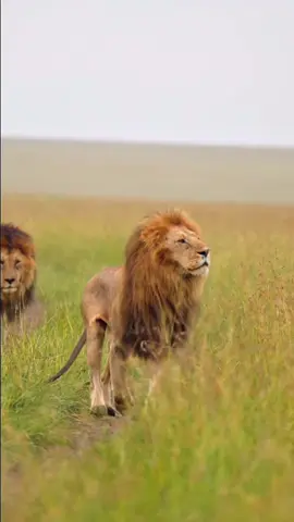 2/2 Remaining Black Rock Boys Oloimina and Oloshipa. #CapCut #fyp #viral #lion #justiceforlorkulup #justiceforolobor  #wildlifephotography #wildanimals #blackrockboys 