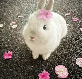 #BUNNYS | me in another life #bunny #rabbit #cute #animal #fyp #followback #trend #mutual 