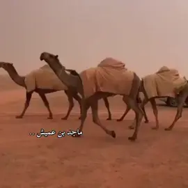 #المغاتير #الصفر #الشعل #الوضح #الشقح #منقيات #فرديات #فرديه #رمان #الهدب #كرعان #شريان #جمران #عبدان #سلطان_الصفر #مزاين #مزاين_الابل  #لطامات #خزامات #الطياحات #الرمانيات #الشريانيات #مزاين_ام_رقيبه #مزاين_الصياهد #مزاين_قطر #مزاين_الكويت #عظام_المال #حرش_العراقيب #مقوسات_العرانين #رثم_الخشوم #كبار_الظهور #مصلاح #رمان #اكسبلور #ترند #ترند_تيك_توك #fyp #fyppppppppppppppppppppppp #عتيبه #سبيع #العجمان 