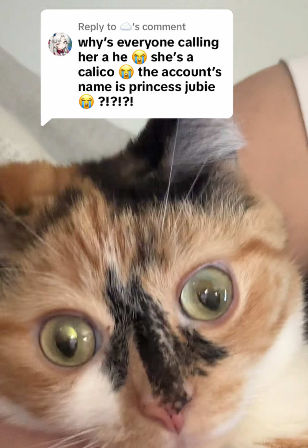 Replying to @☁️ EXACTLYYYYYY #girlypop #cat #calico #girlsonly 