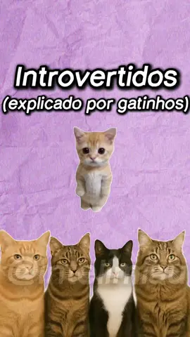 Introvertidos explicado por Gatinhos #humor #meme #gato #introvertido 