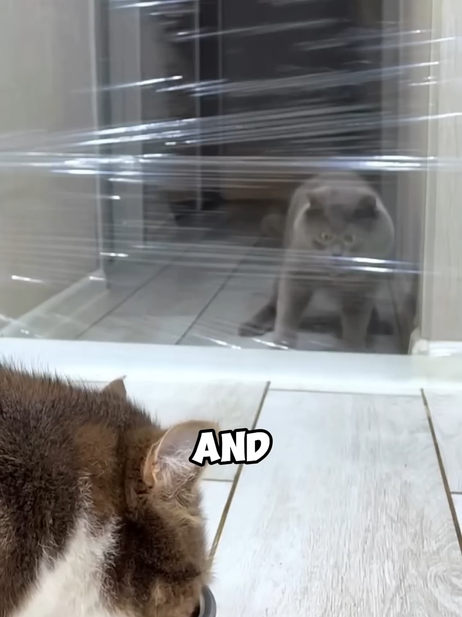 This cat has Down syndrome😔 #storytelling #wholesome #animals #hearttouching #kitten #cute