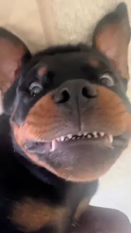 Wittle baby teefs #newpuppy #rottweiler #rottie #rottweilerpuppy 
