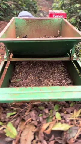 Bora de café de chão 🌱🌱🙏🏻.          #cafe #deus_no_controle #agro #safra #viral_video #solo 