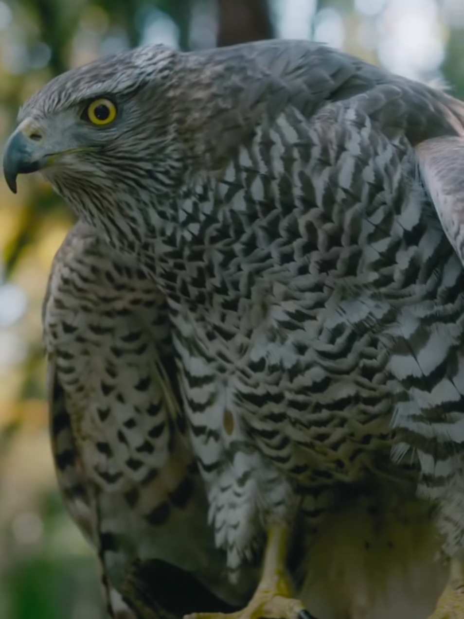 My view from all sides. The moment the falcon attacks. 🦅⚠️ #AnimalWorld #fyppppppppppppppppppppppp #foryou #wow #AMAZING #4k 