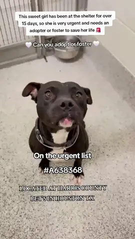 🆘️‼️On the urgent list for euthanasia ☠️ at any time ⏰️at harris County Pet's in Houston TX. This sweet girl needs to be adopted or fostered to save her life ‼️ 🆘️ ‼️🆘️‼️🆘️‼️🆘️‼️ OUT OF STATE ADOPTION IS POSSIBLE.  Please apply @savinghoustonspets  Please DM me if you have any questions.  📍Address  Harris County Pet's shelter.  612 Canino Rd in Houston TX  #adopt #foster #rescue #fosteringsaveslives #houston #shareifyoucare #fyp #adoptdontshop #savealife #dogsoftiktok #resuedogarmy 