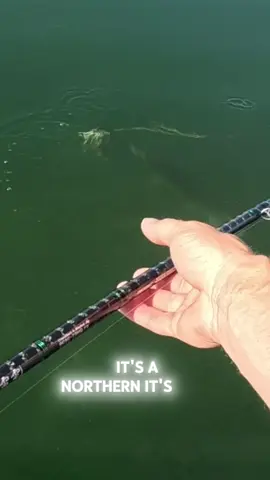 Giant Musky attacks 30” Northern! 😵😵 #foryoupage #fishing #bassfishing #musky 