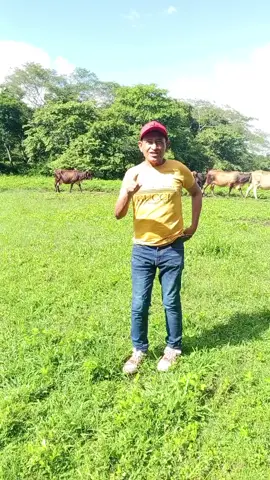 #venezuela🇻🇪 Llanura venezolana #El Chaparro.#La tierra mas bonita del mundo #Llano #Llano .