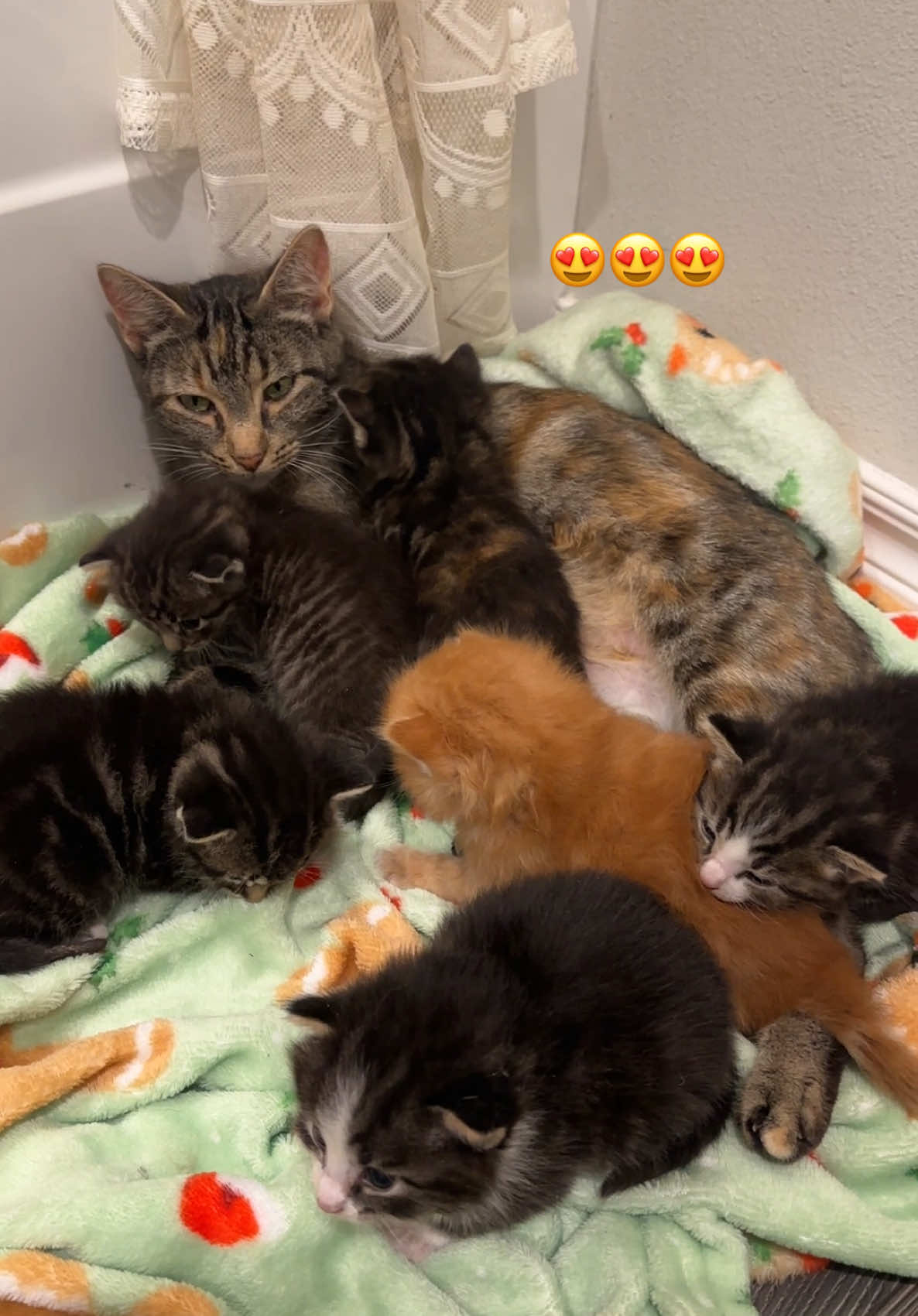 My heart!!! She was stopping by every day for food and water making sure she felt safe before she brought her little babies over 😭 of courseeeee we’re going to help them and they already have a vet appt ❤️ I’m in love and already heart broken that they’re going to have to find safe homes and can’t all stay together! 😭😭😭 #straycat #strays #kittens #cats #catsoftiktok #fyp #fypシ 