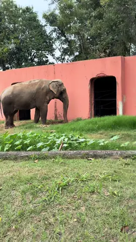 Sandro é um amor #elefante #sorocaba #meme #foryou #biologia 