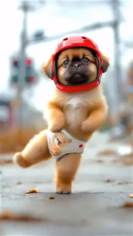 Pekingese Dance #dogdance #petdance #pekingese #ペキニーズ #犬ダンス 