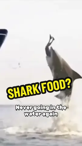 Yup… Back to shore for sure! #sheafy #sharks #funnyvideos #laughs #comedyvideos #fyp #humor #sharkattack 