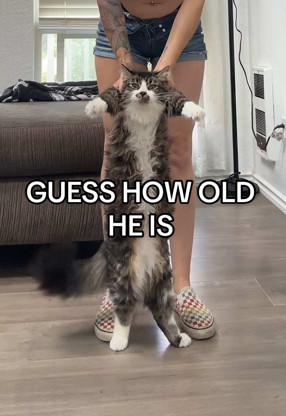 Replying to @Anthony Wyatt and Xena is 10 years old 😂 and he’s BIGGER #catsoftiktok #norwegianforestcat #russianblue #peneloperoseadams 