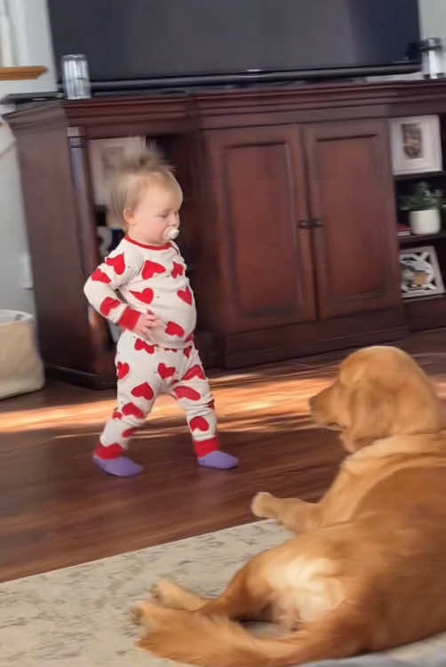 The end dogs are good companion for children 🐶🐶😘😘#dog #animals #tikto #funny #happy #baby 