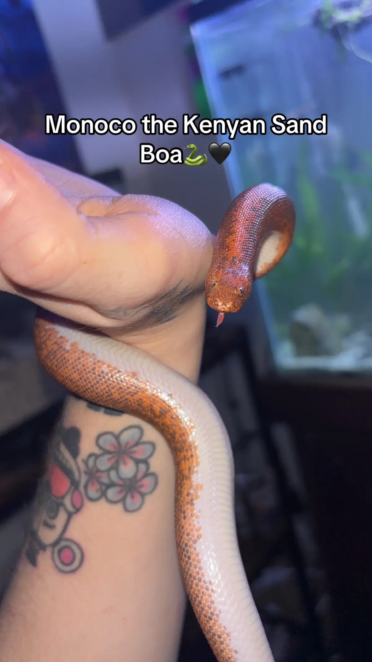 Am I the first person to name a snake after Monoco? Probably not but I like to think so! @Rich Keeble is Monoco all for you my talented friend #expedition33 #clairobscur #clairobscurexpedition33 #gaming #snake
