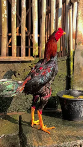 SelamatPagi#peternakmuda #pecintaayam #fyppppppppppppppppppppppp #ayam #ayambangkoksuper 