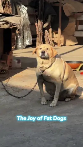 The joy of fat dogs.#dog #dogs #puppy #funnydog #funnyanimals 