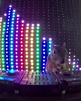 Melrose means business today… She has walnuts and is playing another dance floor destroyer from the fast ascending @DONT BLINK 🌴🥜🌰🐿️🎧🔊 Record Label: @The Myth of NYX  #squirrel #dj #rave #dontblink #themythofnyx #squirrelsoftiktok 