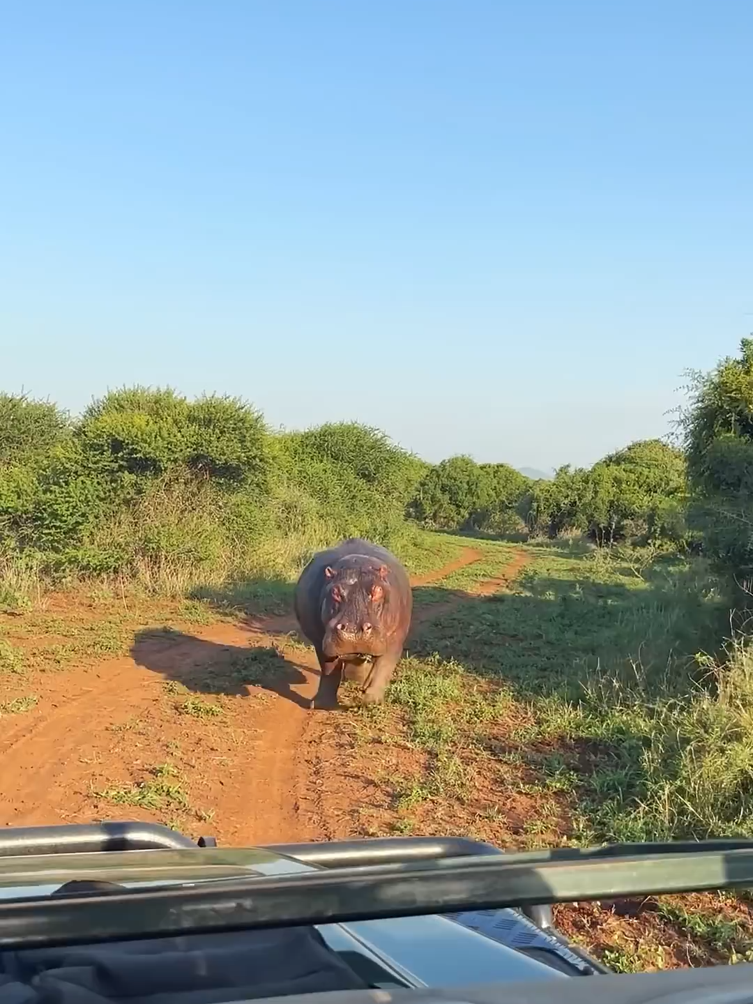 Angry Hippo Chases Safari Vehicle #hippo #hippopotamus #hippos #hipposoftiktok #animal #animals