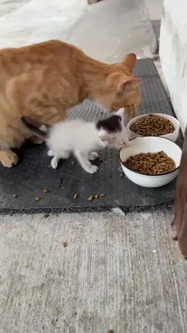 🤣🤣🤣#cat #cattok #catsoftiktok #kittensoftiktok #kittycat #fyp 