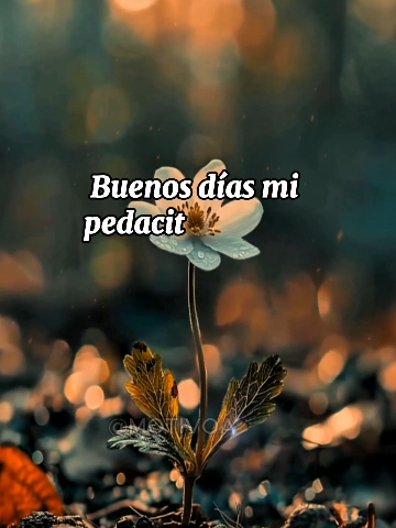 Buenos días, mi pedacito de cielo 🌞 #buenosdias #amanecer #frasesdeamor #cosasdeparejas #cosasdenovios #frasesparadedicar #videoparadedicar #deamor #frasesdeamor 