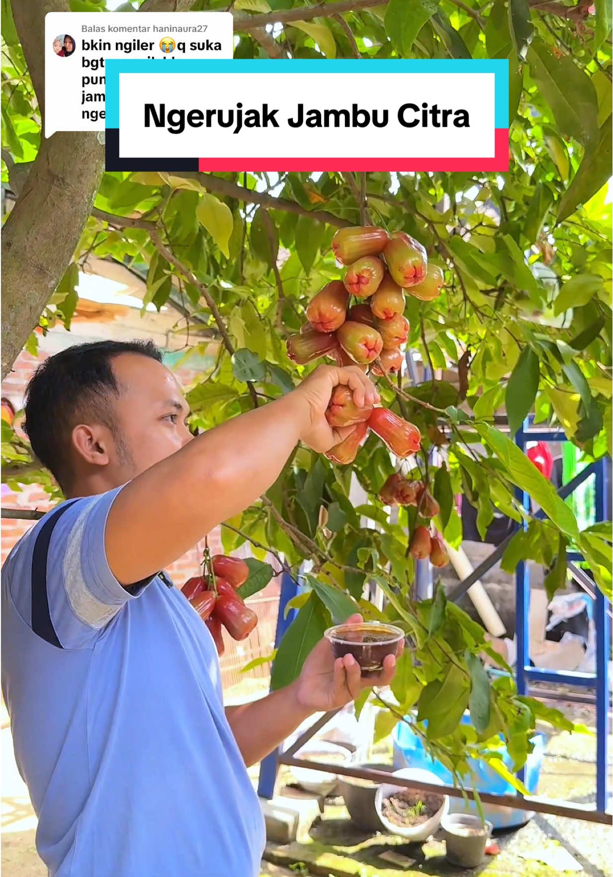 Membalas @haninaura27 Ngerujak jambu citra langsung di bawah pohonnya 🤤 #jambuair #jambucitra #bibitjambu #zengarden #rujakbuah #buahsegar #fyp #viral #trending 