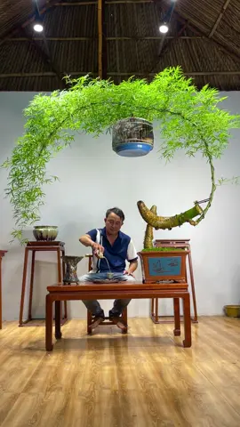 #trebonsai #trebonsaidatviet #trebonsaitinhtam #xuhuong #bonsaisotieu 