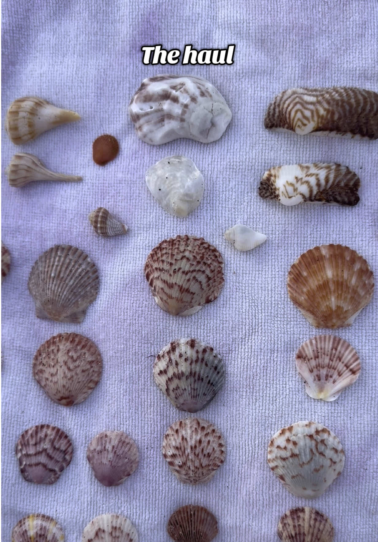 I love when I get most of the beach to myself. ☺️ . . . #fyp #viral #trend #reels #travel #seashellgirl #beachcombing #shelling #seashell #beachaesthetic #florida #oceanlife #beachlifestyle #sharkteeth #explore #jewlerymaking 