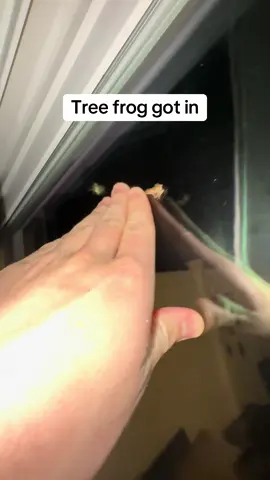 “He wont find me here” ah frog