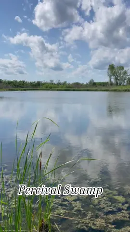 #BoydOutdoors #fishing #swamp #🎣 #tiktok #viral #trending #fyp