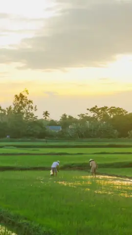 Trai an giang chào mọi người #xuhuong #trending #mientay 