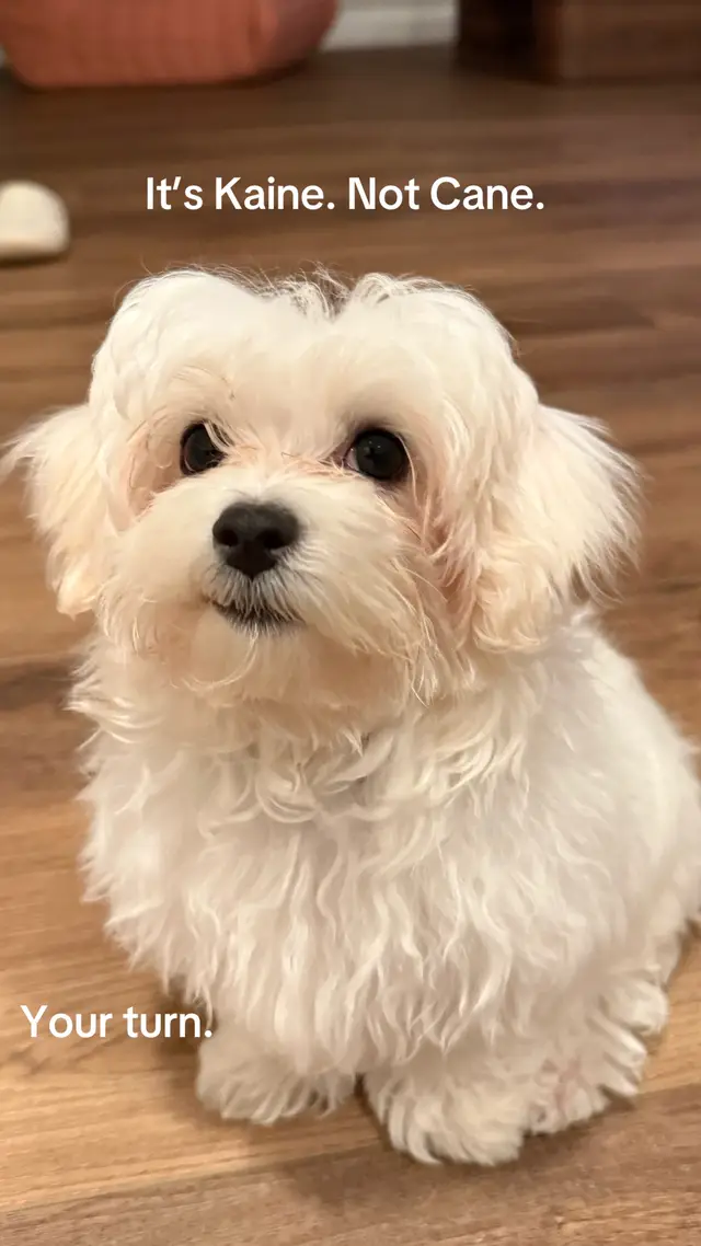 #fyp #cane #kaine #dogsoftiktok #happydog #dogsoftiktok #dogtok #puppies #pup #viral #viralpost #kainethemaltese #puppylove 