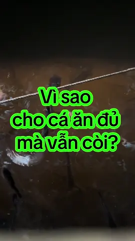 Cá ăn đủ mà vẫn còi là do ăn không hấp thu #CaAnVanCoi #TangTrongCa #NuoiCaHieuQua #PhongBenhCa #MenTieuHoa 