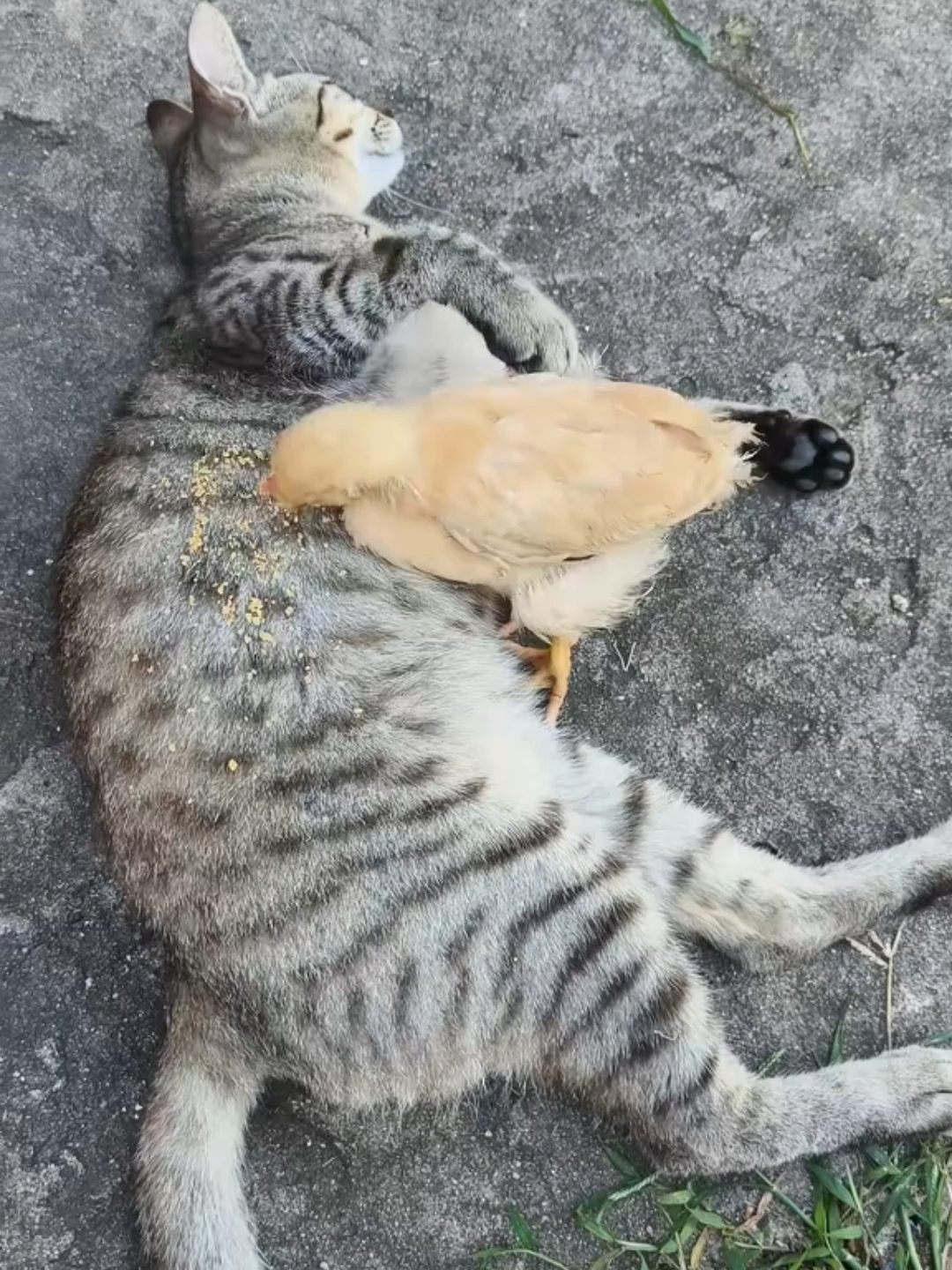 #funnyanimals #funny #cat #funnydog #funnyvideo #wild #wildlife #funnyvideos #foryou #dog #animals #funnycatvideo