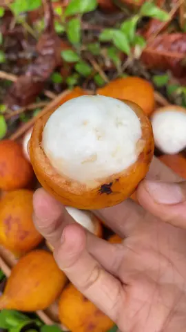 Have you tried achacha? 🧡 Achachairú (garcinia humilis) originated in Bolivia Guyana, Panama and in the Caribbean. It was renamed in Australia as Achacha (last three letters removed) for convenient pronunciation. Our achacha is grown right here in South Florida. The flavor is the perfect balance of sour and sweet. It’s very flavorful but not overwhelmingly sour. Many people say it tastes like lemonade. It’s in the garcinia genus and the fruit has very similar visual and texture characteristics to mangosteen. How to eat: Pinch or cut the outer shell, squeeze, and twist open. Eat the white fruit inside the shell around the seeds. Do not eat the seeds.  Achacha fruit is picked tree ripened. It arrives ripe and ready to eat. ➡️ Miamifruit.org 🌈 #achacha #achachairú #garcinia #tropicalfruit #miamifruit 