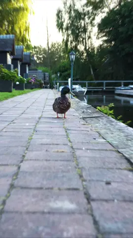 Aura duck edit #duck 