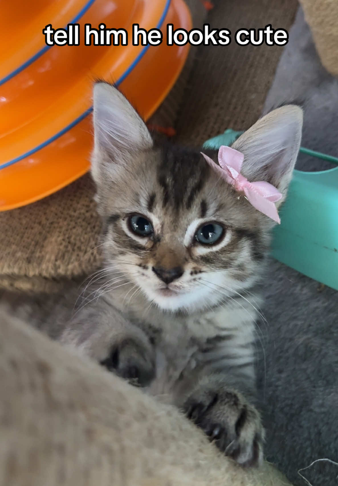 prettiest little kitten pt.2 #kitty #kitten #kittens #cat #cats 