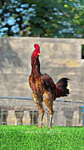 pesona ayam jatim🙏🏻🔥 #CapCut #pamaiq #peternakmuda #mangon #viraltiktok #fyp #pakhoyfullbrakot #fypシ゚viral #pama 
